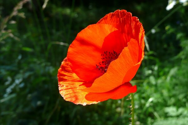 Roter Mohn auf grünem Hintergrund