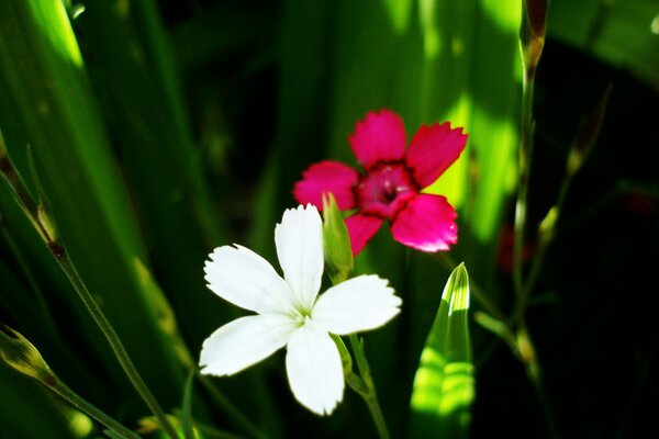 Fleur blanche et lilas sur fond de feuilles