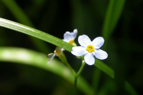 Süße Blume auf dem Hintergrund der grünen Blätter