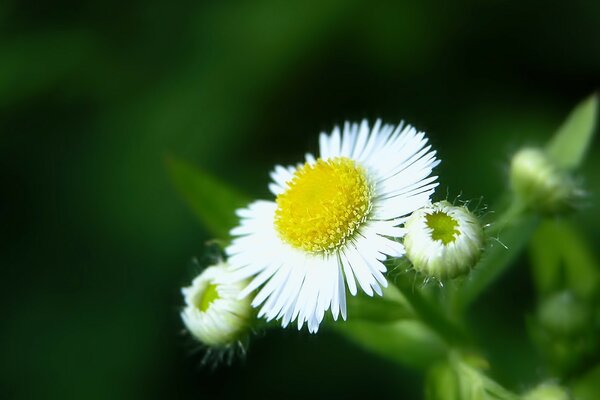 Margherite bianche sbocciano su sfondo verde