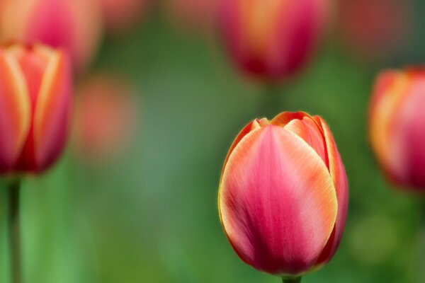 Red Tulips plants summer