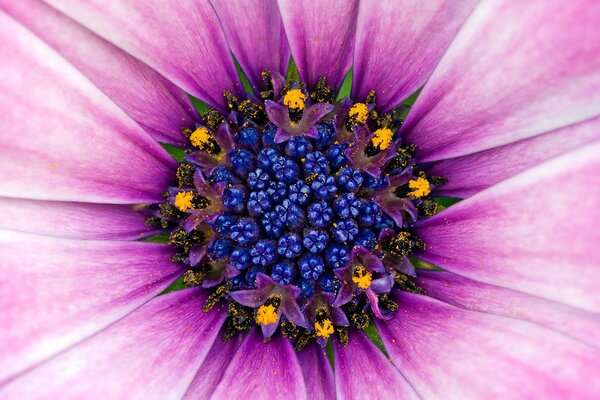 Der Kern einer violetten Blume im Pollen