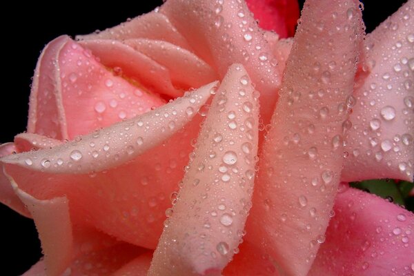 Dew drops on a delicate rose