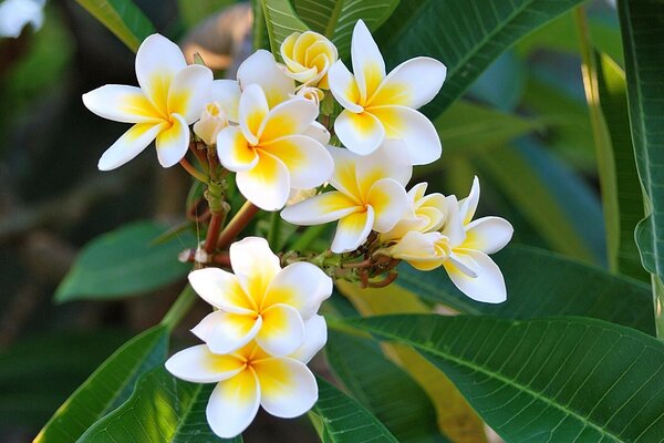 Pétalos de Plumeria blancos y hojas verdes