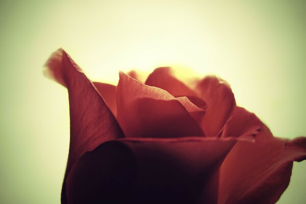 Macro photography. Red rose bud