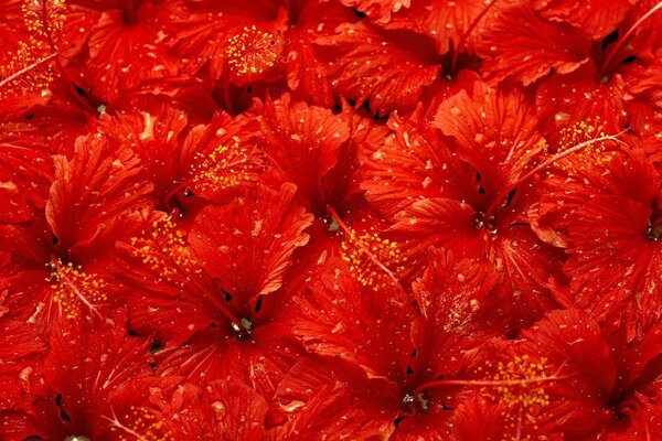 Flores rojas con gotas de agua