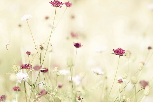 Fleurs rouges dans les rayons de la lumière