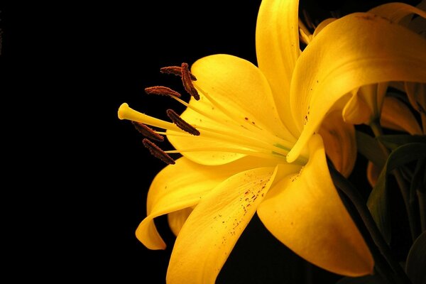 Yellow lily on a dark background