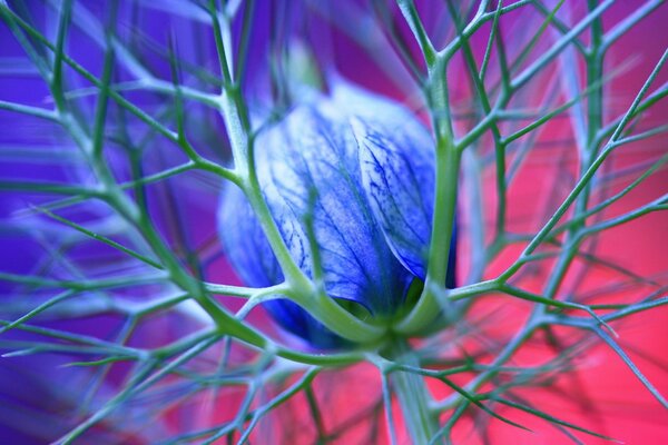 Fleur bleue avec des pointes sur fond rose