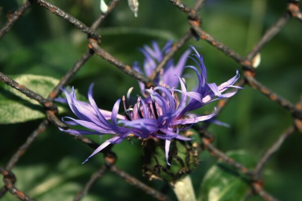 Lila Blume auf dem Hintergrund eines Drahtzauns