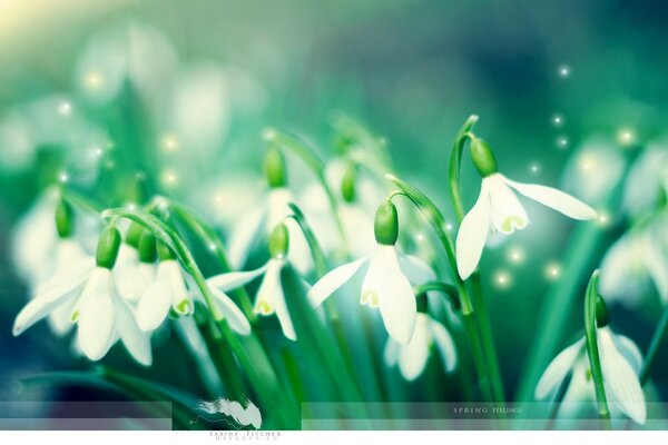 Perce-neige de printemps sur fond vert