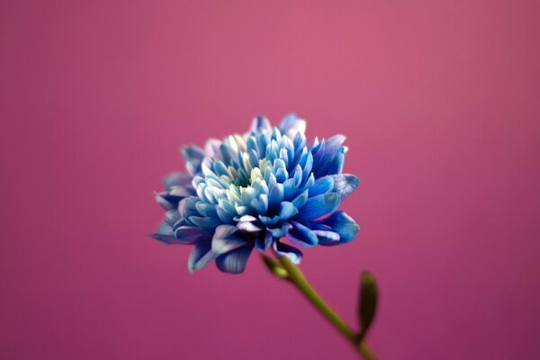 Blaue Blume auf lila Hintergrund