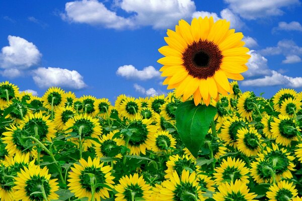 Campo di girasoli e cielo blu