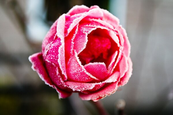 The unusual beauty of a rose in frost