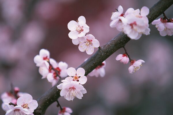 Fleurs de cerisier rose au printemps