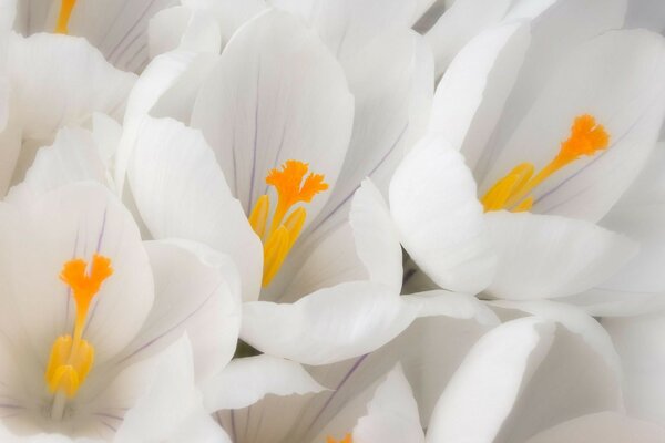 Макро. Нежные белые цветы
