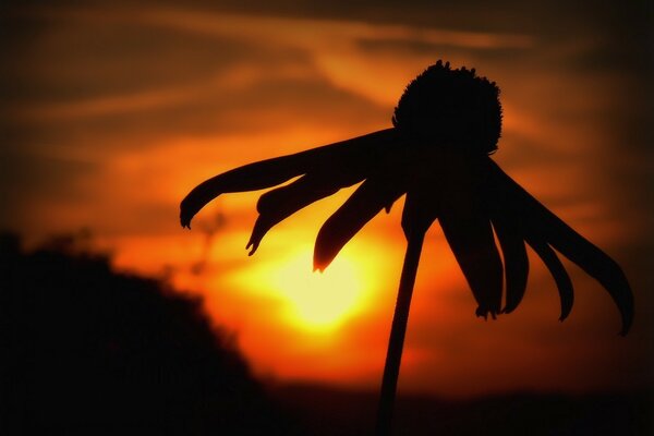 Black flower at sunset