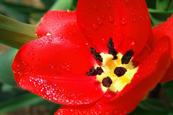 Bright red tulip bud with stamens