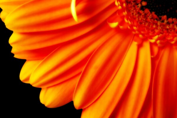 Blütenblätter einer orangefarbenen Blume auf schwarzem Hintergrund