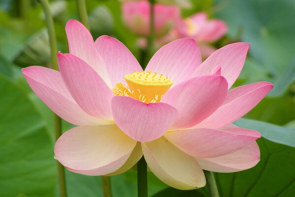 Нежно-розовая водяная лилия