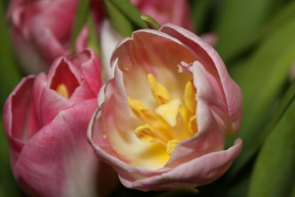 Zartrosa Tulpenknospen mit gelben Staubblättern