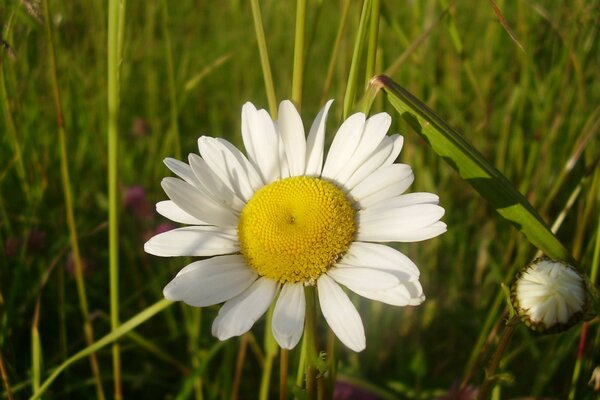 Große Kamille, die von der Sonne im grünen Gras beleuchtet wird