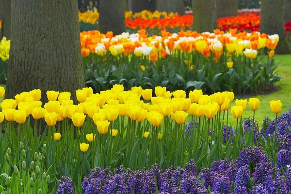 Jardín de flores de tulipanes y muscari