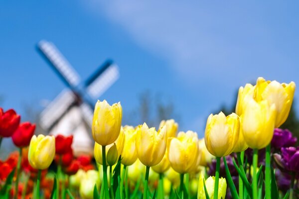 Multicolored tulips on a background of blue sky and windmills