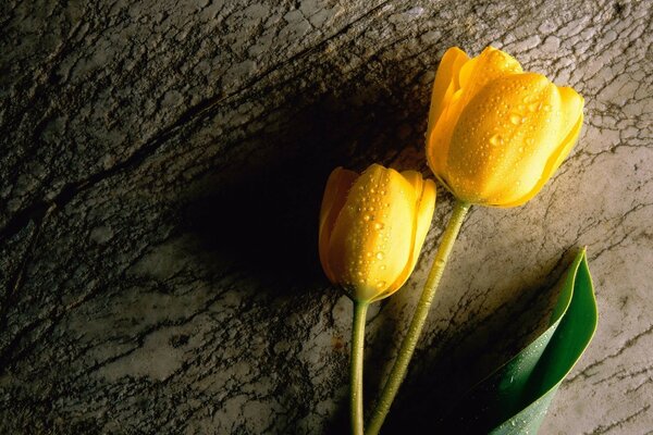 Drops on yellow tulips