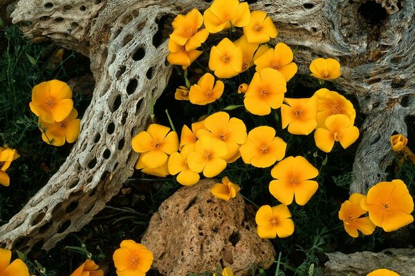 Gelbe Blumen. Natur des Nationalparks