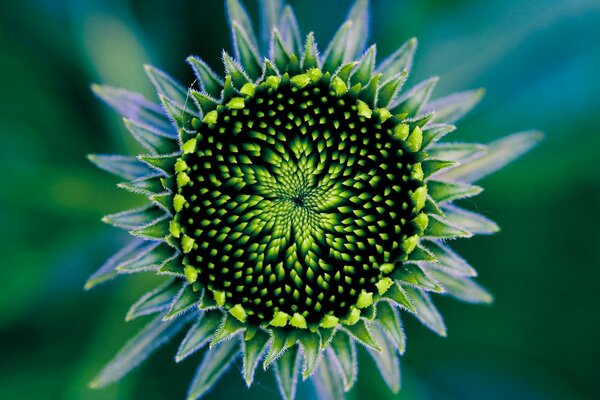 Pétales déroulants de tournesol vert