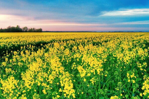 Champ d été avec des fleurs jaunes