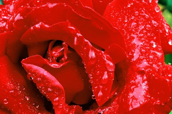 Gocce di pioggia su una rosa rossa