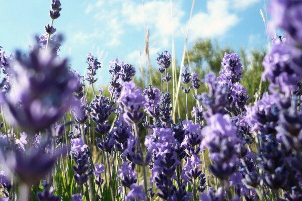 Fleurs lilas ciel nuages