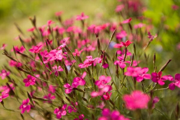 Pink small flowers on a green background