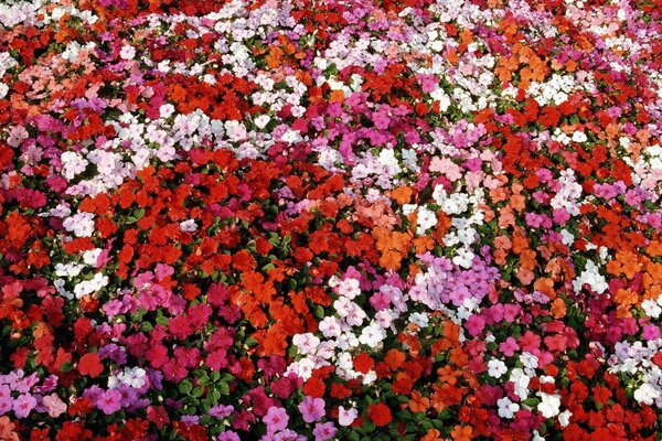 Pequeñas flores rojas fondos de pantalla