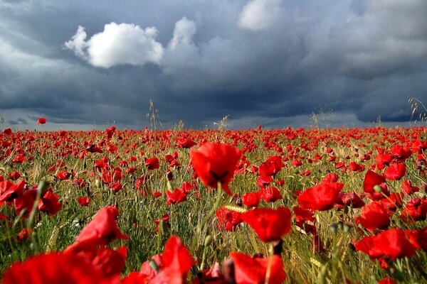 Red poppies in the field before the storm