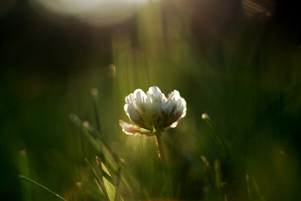 A small clover in a field at dusk