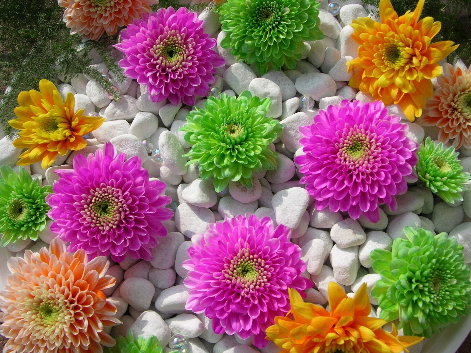 pebbles flower green pink orange white