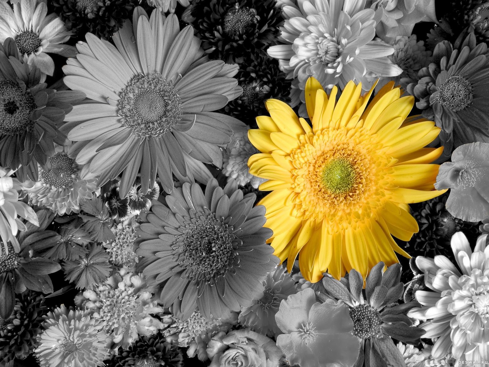 flores gerberas amarillo pétalos ramo