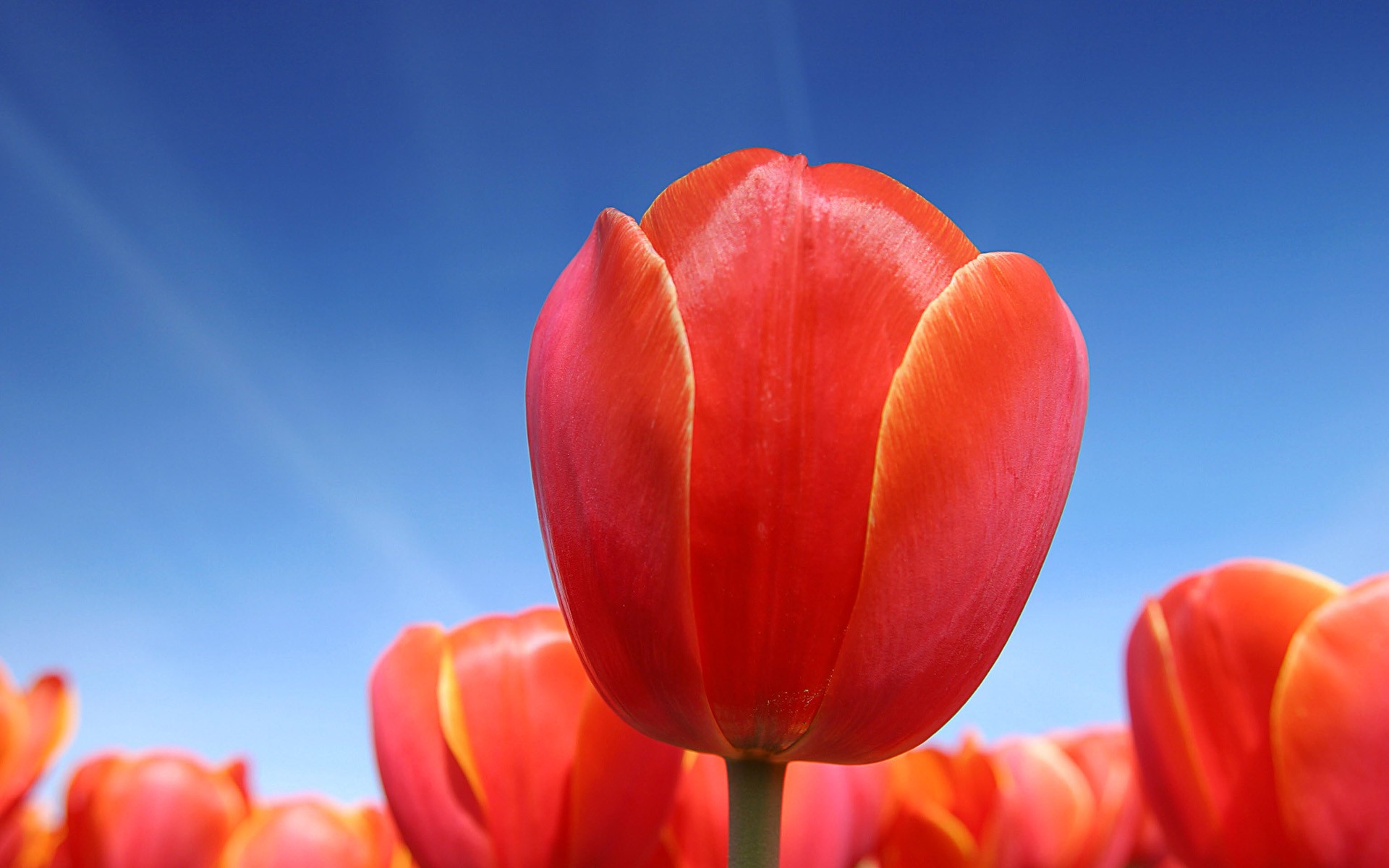 tulipanes rojo cielo