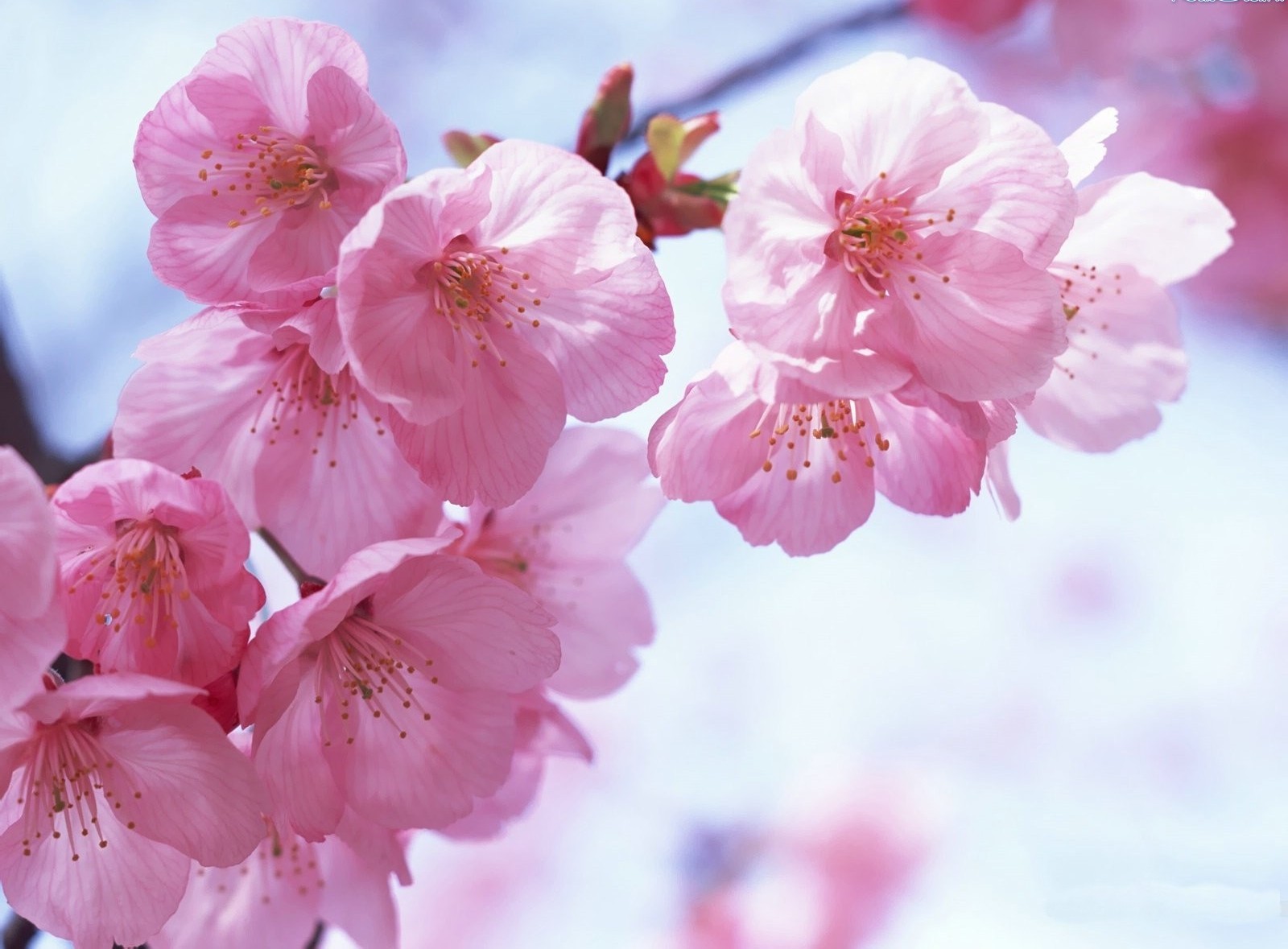 saccura cielo rosa