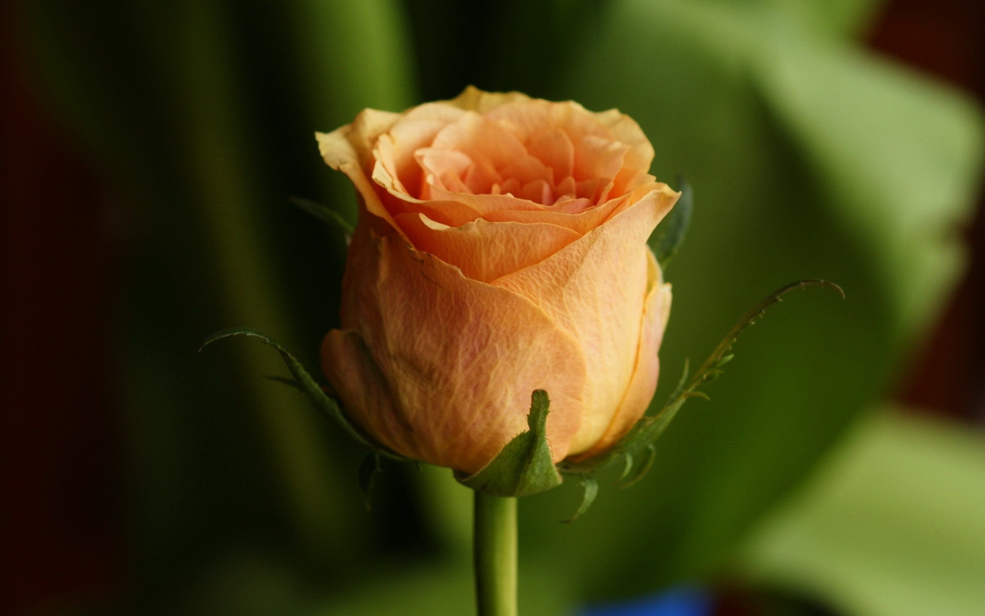 rosa bocciolo petali