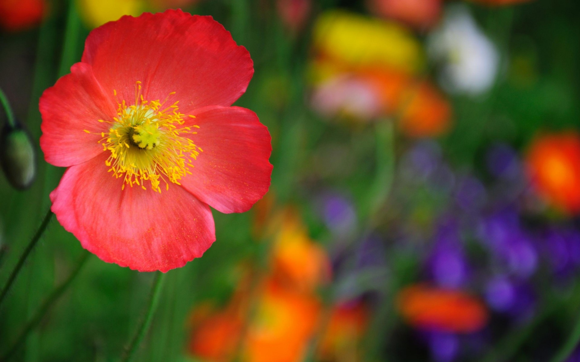 fleur gros plan rouge