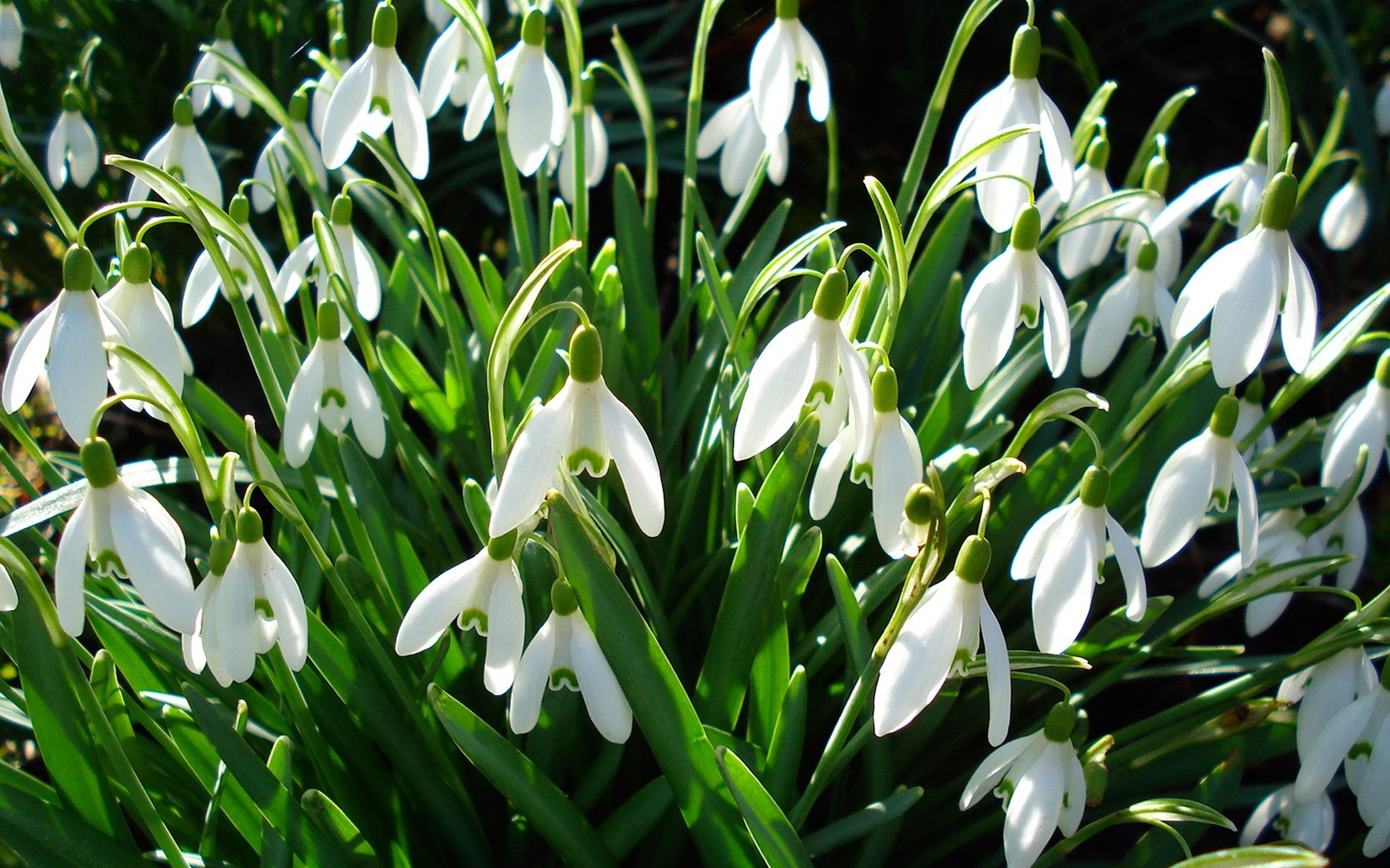 perce-neige printemps verdure