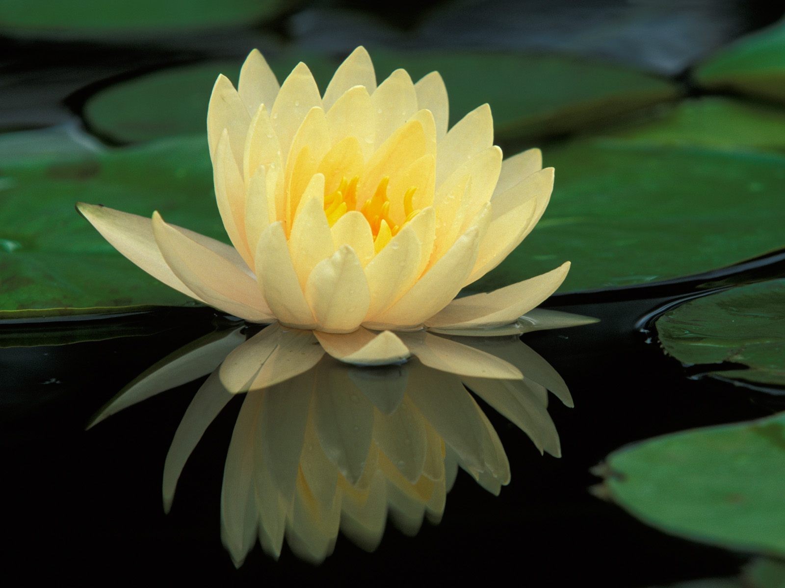 water lily reflection tender