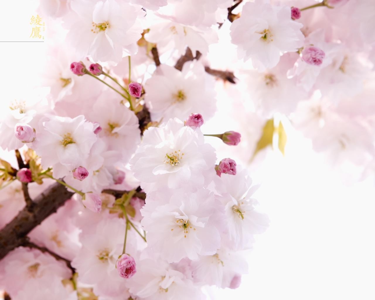 sakura zweig frühling blumen hieroglyphe zärtlichkeit