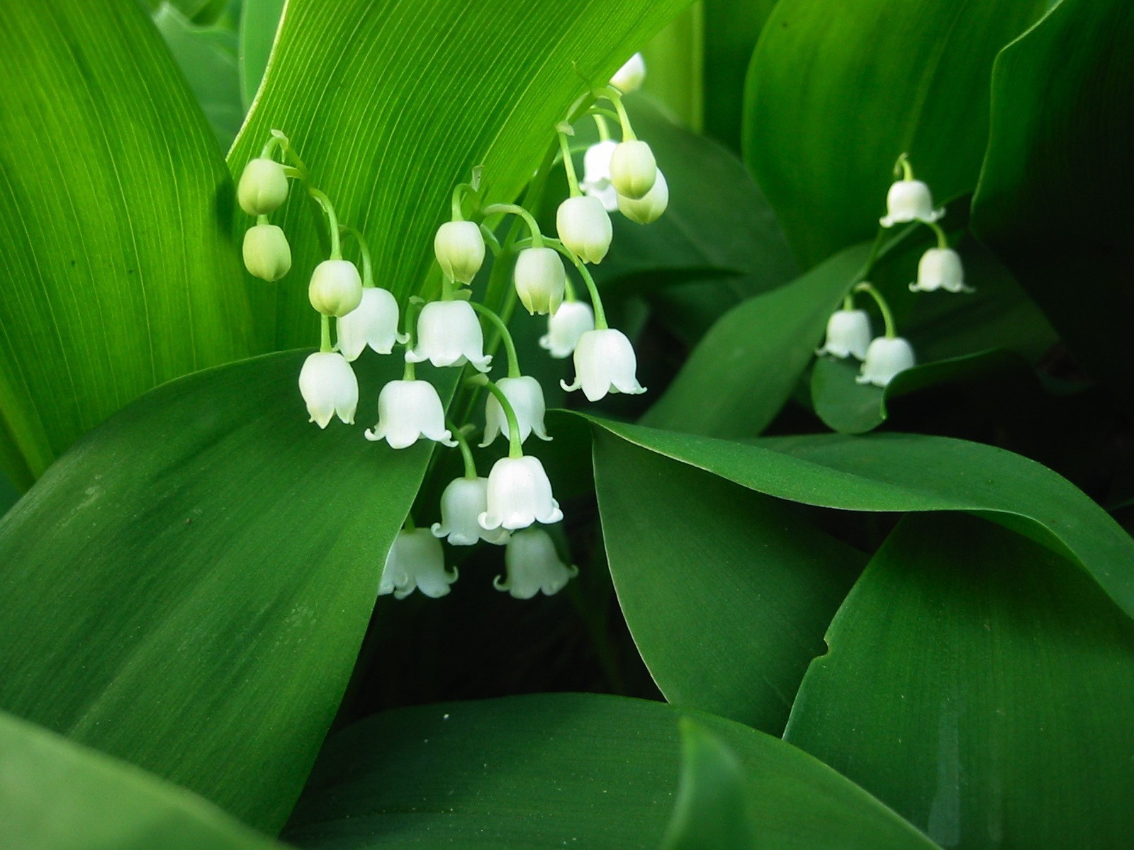 muguet feuilles bourgeons