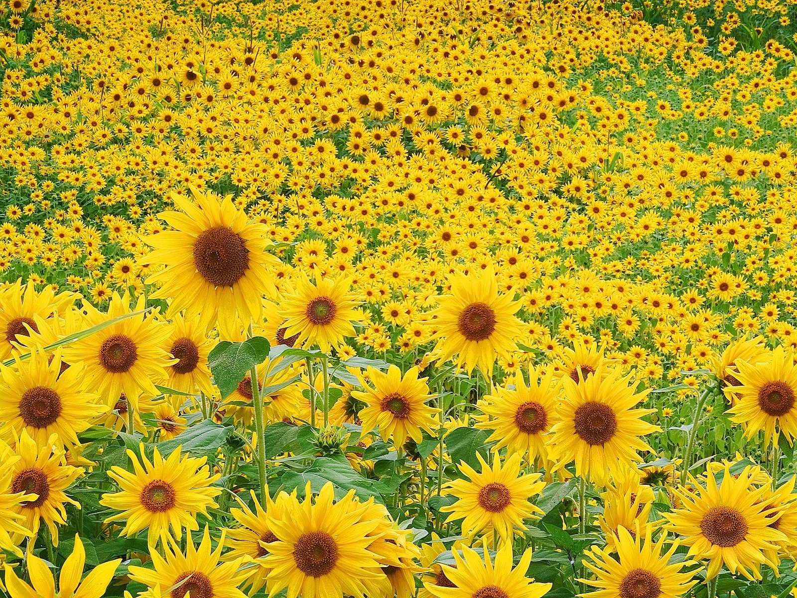 tournesols champ été humeur fleurs verdure