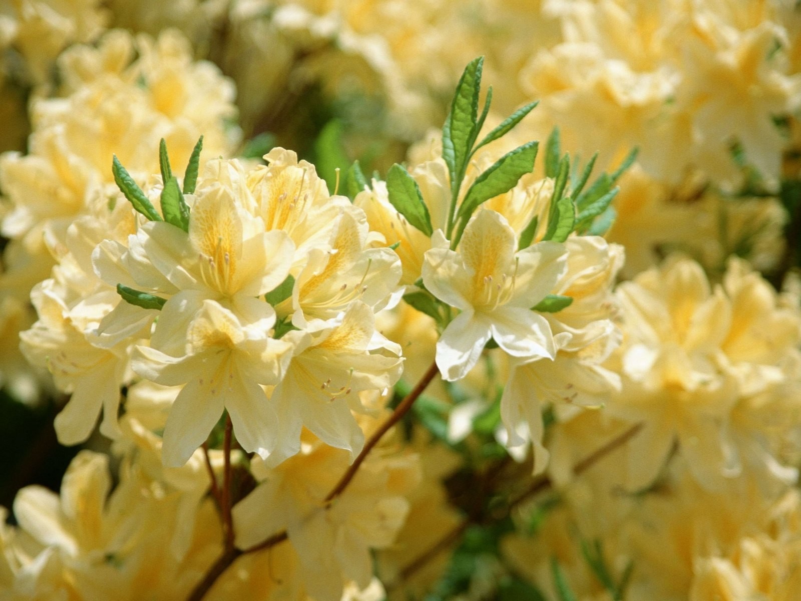 flower flowering tree yellow leaves nature